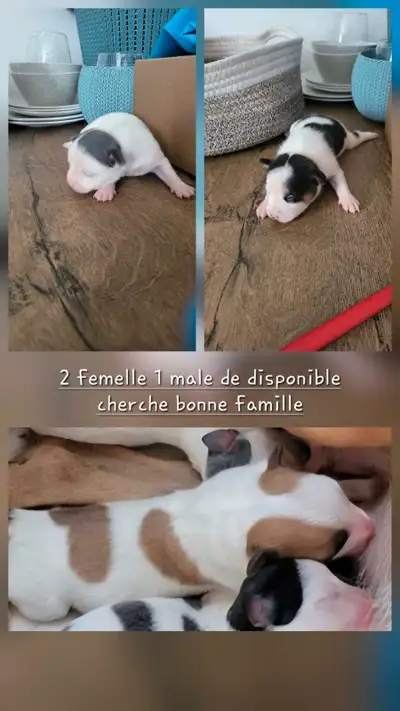 reserver votre chiot voir photo maman princesse chihuahua pur toute brune douce calme affectueuse 9...
