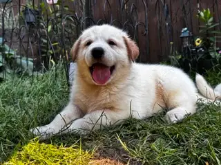 German Shepard/ Husky Puppies for sale!!, View more