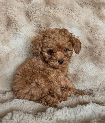 Red male toy poodle, View more