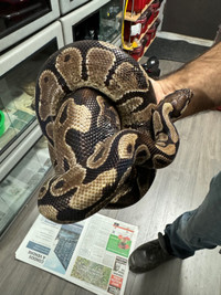 Ball python 