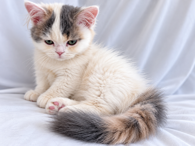 Napoleon Female kitten for sale in Cats & Kittens for Rehoming in Richmond - Image 10