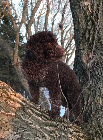 Lagotto Romagnolo CKC registered, View more