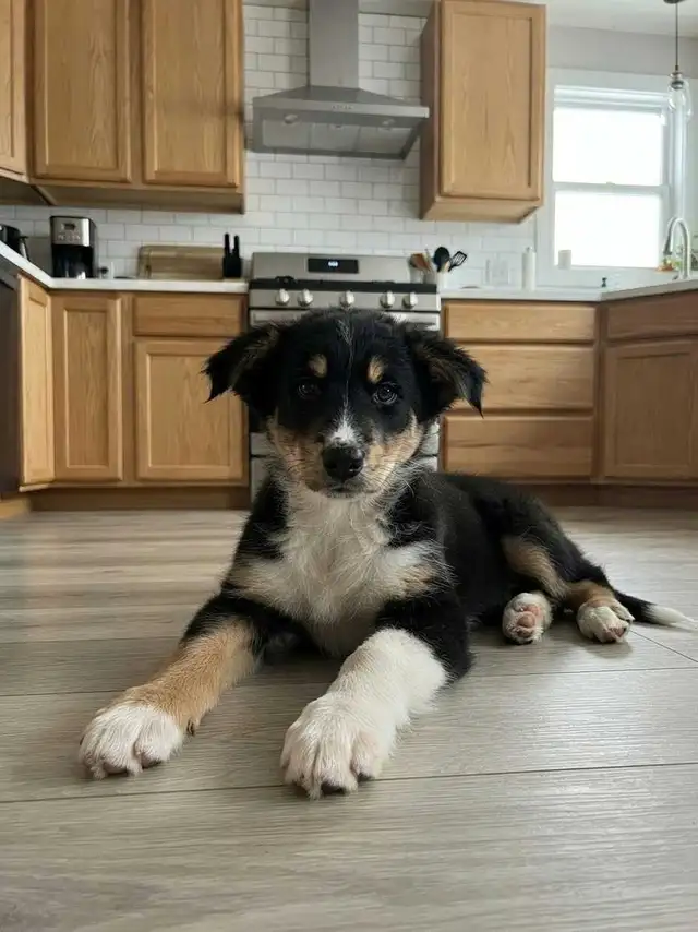 Adorable chiots berger australiens golden in Dogs & Puppies for Rehoming in Longueuil / South Shore - Image 2