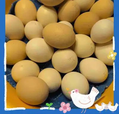 Oeufs ( Upton,Qc.), View more