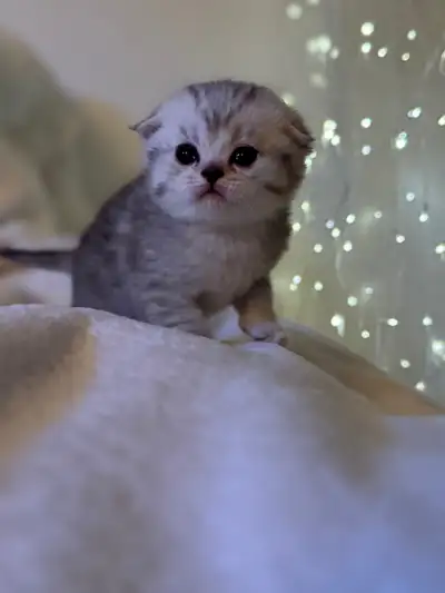 Adorable Scottish Fold x British Shorthair Kittens, View more