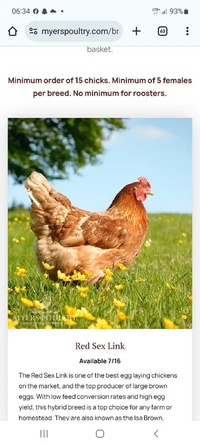 spent hens, View more