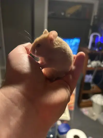 One female syrian hamster, View more