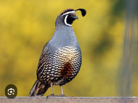 Iso California  quail hens