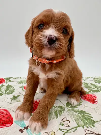 Second photo are of the new puppies. The next photos are of the previous litter. Currently we are bu...