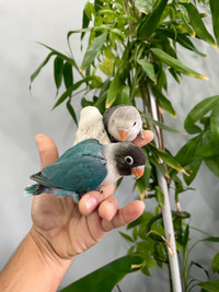 Fischer Lovebirds babies