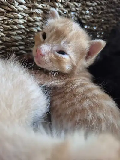 Ginger Grey and Black Christmas New Year Kittens, View more