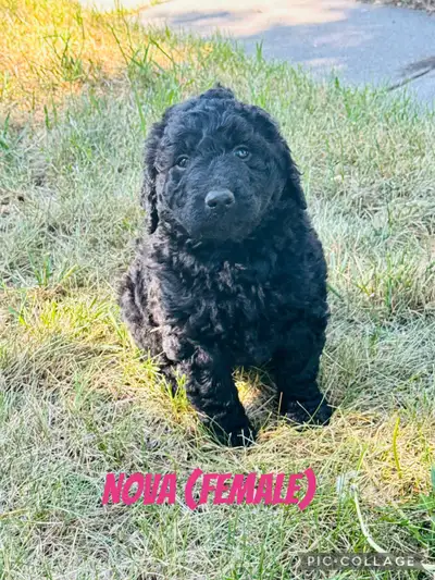 2 Left!Double Doodles ( Labradoodle X Aussiedoodle), View more