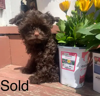 Bitter Chocolate Yorkshire Terrier SOLD, View more