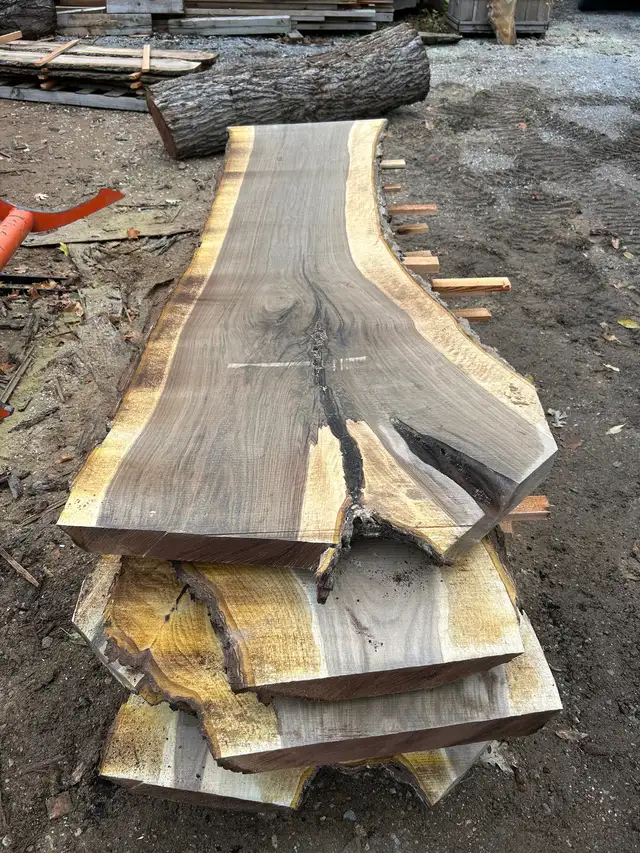 Black walnut in Other in Oakville / Halton Region - Image 7