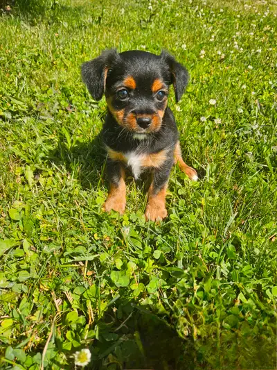 Teddy bear Shorkie Puppies, View more
