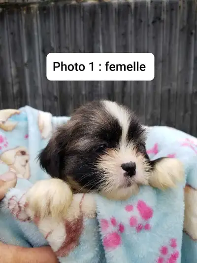 Shih tzu , chiots ( 5 ), View more