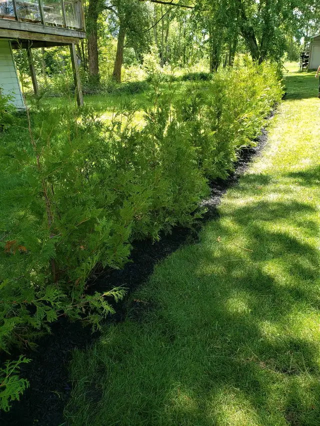 Cedar Hedge Planting or Delivery  in Plants, Fertilizer & Soil in Trenton - Image 5