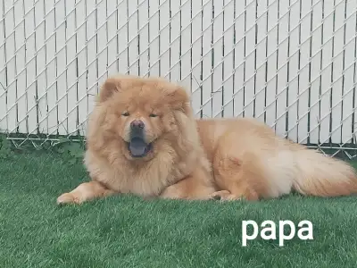 Chow Chow 1350$....chiots pure race, View more