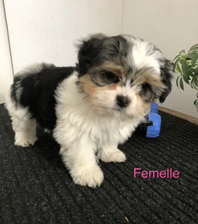 Morkies tricolores au pelage fourni ! in Dogs & Puppies for Rehoming in Victoriaville - Image 11