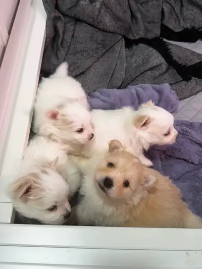 Pomchi puppies for sale!, View more