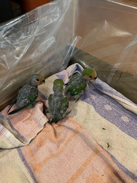 Baby parrots - Peachface lovebirds, weaned. 