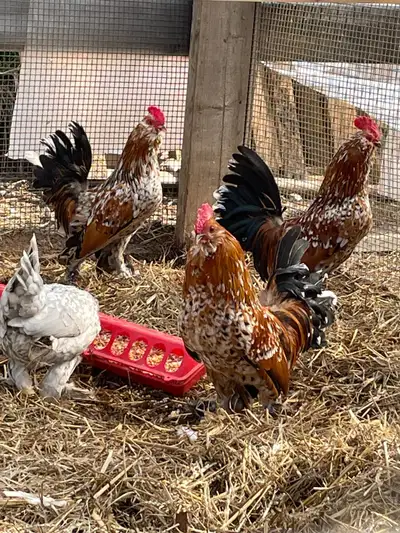 2 white Phoenix, 3 d’uccles and 3 specked Sussex roosters. 15 each. All hatched last fall.