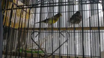 canary birds, View more