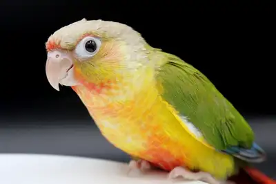 CONURES DIFFERENTES MUTATIONS NOURRIS A LA MAIN, View more