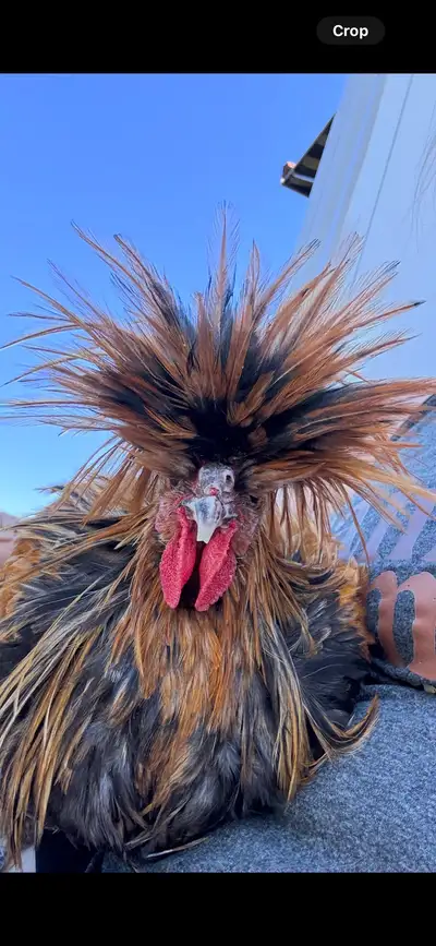 free bym roosters, View more