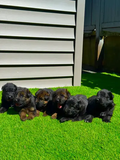 German shepherd puppy available top quality , View more