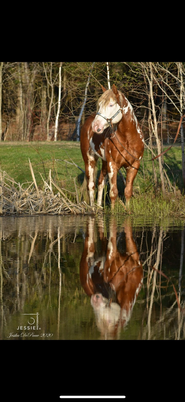 Saillie Étalon Paint Horse  dans Chevaux et poneys à adopter  à Saint-Hyacinthe - Image 3