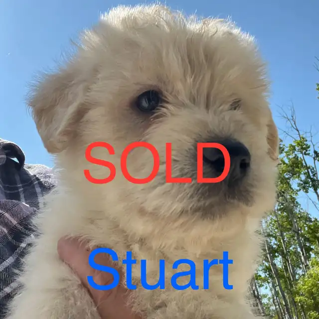 Labradoodle Puppies in Dogs & Puppies for Rehoming in Winnipeg - Image 8
