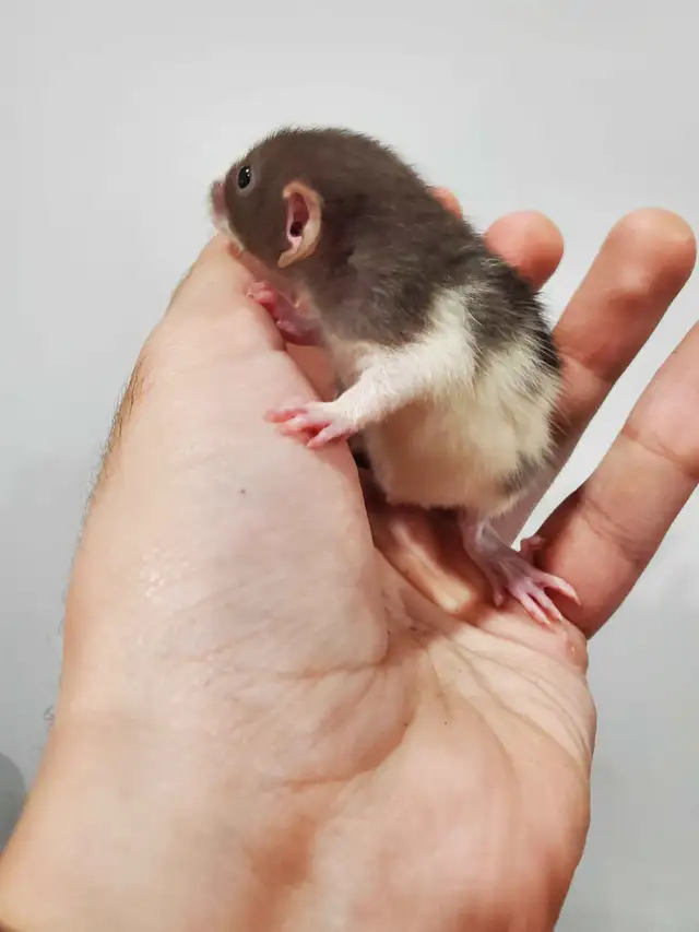Pet Rats Available - FALL SALE Prices in Small Animals for Rehoming in Sault Ste. Marie - Image 5