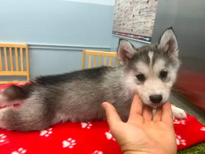 GORGEOUS SIBERIAN HUSKY PUPPIES, View more