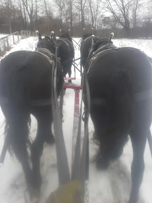 Gentle Giants Sleigh and Wagon Rides in Activities & Groups in Peterborough - Image 4
