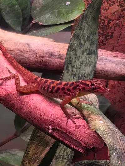 Proven Pair - Spotted Anoles - A. Sabanus, View more