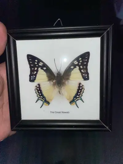 Framed Great Nawab butterfly.