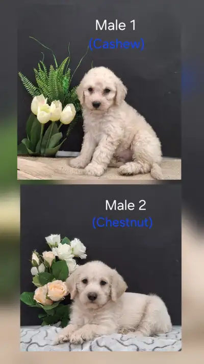 Mini Labradoodle Puppies, View more