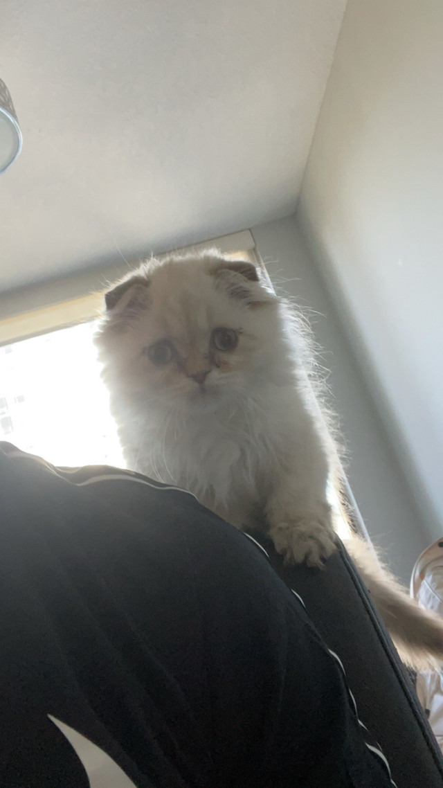 Scottishfold Ragdoll Kitten in Other in Kitchener / Waterloo