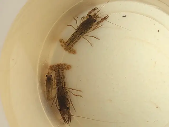 Poisson d’aquarium plantes, crevettes, escargots in Fish for Rehoming in Sherbrooke - Image 7