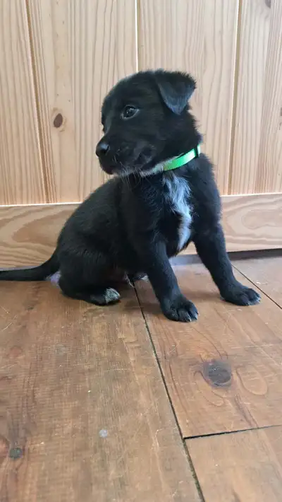 5 beautiful puppies from our dogs litter are still available for adoption! Asking $450 each Born: Fe...