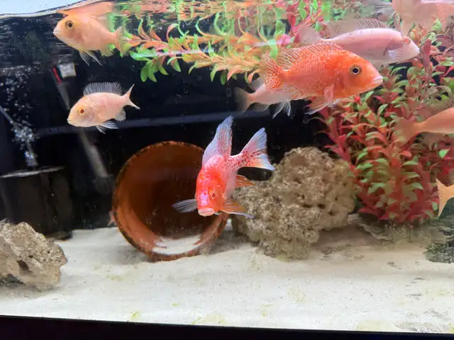Pink Dragon Blood Group- African Cichlid  in Fish for Rehoming in London - Image 5