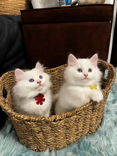 Adorable Purebred Ragdoll Male kittens for rehoming, View more