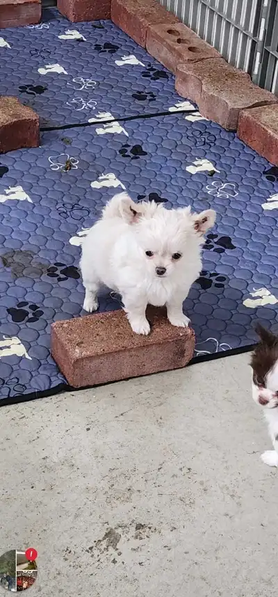 Chihuahua only 2 puppies still available from Reputable Breeder, View more