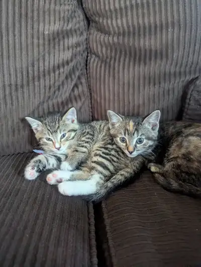 Kittens for sale. very unique patterns!, View more