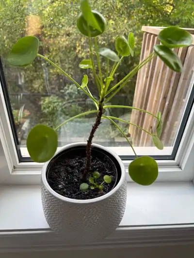 Chinese Money Plant - Indoor, View more