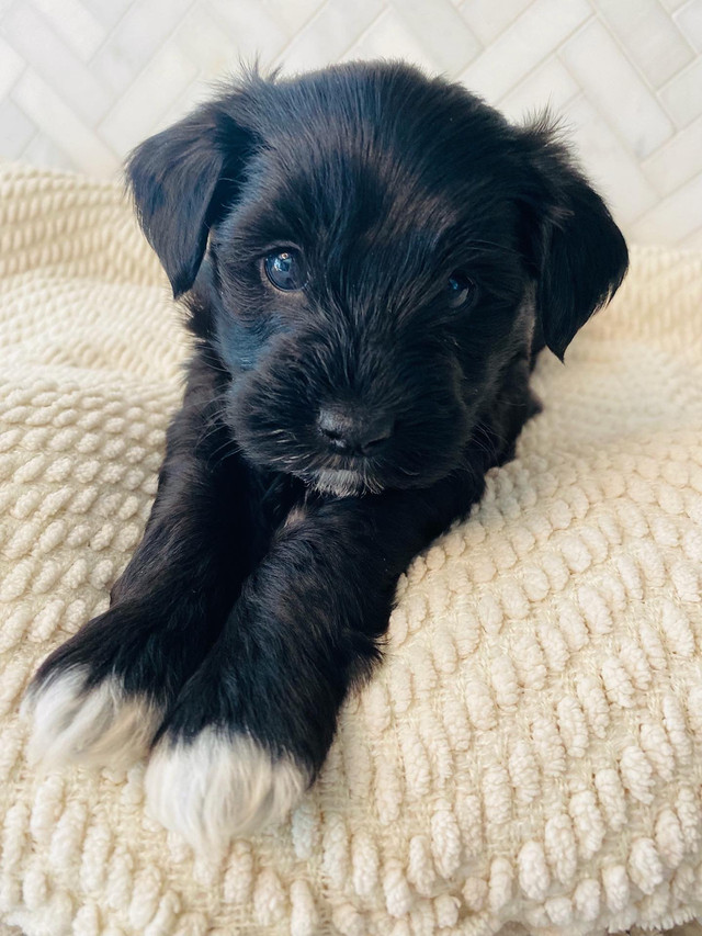 Shorkiepoo puppies in Dogs & Puppies for Rehoming in Regina