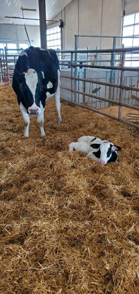 Holstein bull calves 