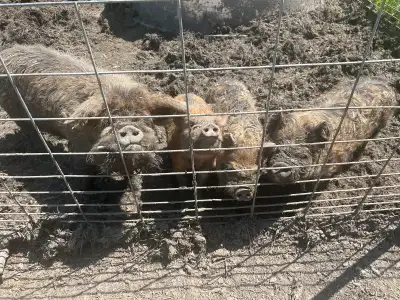 kunekune, View more