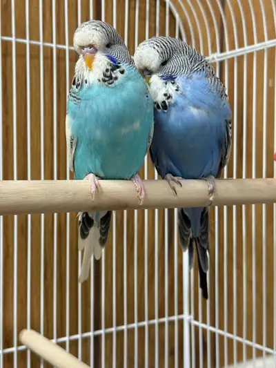 Two of them with the Cage And toys